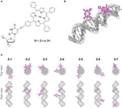 A Porphyrin-DNA Chiroptical Molecular Ruler With Base Pair Resolution